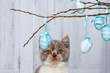 Katze sitzt unter einem Zweig mit Ostereiern