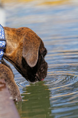 Sticker - Boxer dog