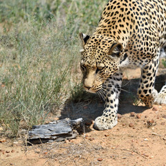 Wall Mural - africa. namibia. leopard