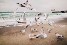 A Flock Of Seagulls On The Beach