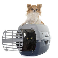 Sticker - cat in kennel and chihuahua