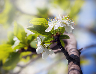 Canvas Print -  blossoms on a spring day