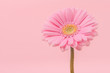 Pretty soft pink gerber daisy flower with stem on a pink background