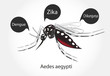 Aedes aegypti mosquito vector. Dengue Zica Chikungunya