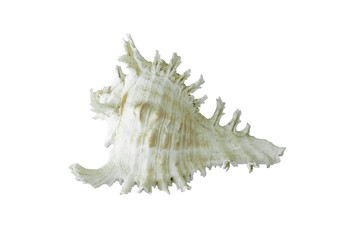 sea shell isolated on white