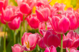Fototapeta Tulipany - Tulip. Beautiful bouquet of tulips. colorful tulips.