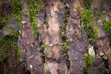 Fototapeta Sawanna - The texture of the moss on the tree closeup
