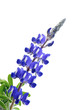Blue Lupine flower isolated on white