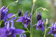 fioletowe kwiaty - Orlik pospolity (Aquilegia vulgaris)