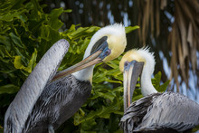 Two Brown Pelicans Agains Palm Trees