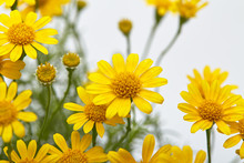 Field Of Yellow Daisy