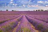 Blooming fields of lavender in the Provence, southern France