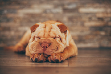 Shar Pei puppy sleeping on the floor