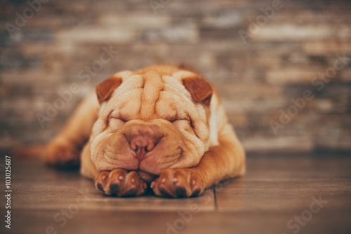 Photographie Shar Pei chiot dormir sur le plancher