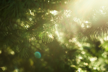 Canvas Print - defocused evergreen branch