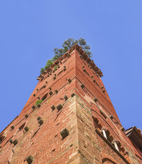 Canvas Print - Guinigi Tower facade ,famous monument in the historical center of Lucca,Tuscany