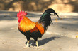 The bantam cock / rooster crowing in the outdoor area