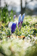 Wall Mural - Springtime Dew