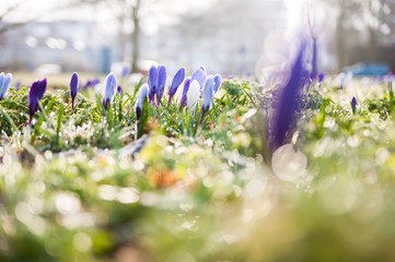 Wall Mural - Crocus flowers with dewdrops