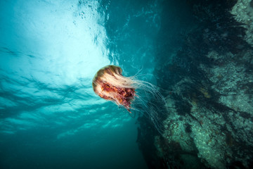 Wall Mural - Jellyfish in British Columbia