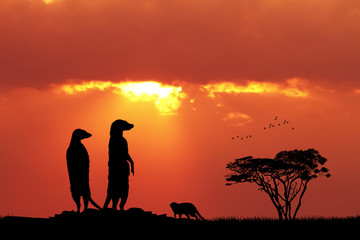 Wall Mural - Meerkats at sunset