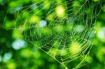 spider net against green forest