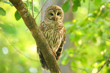 barred owl (strix varia) sitting on a tree
