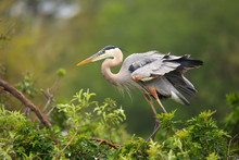 Great Blue Heron Standing On A Nest. It Is The Largest North Ame