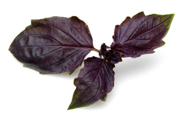 Wall Mural - Violet basil