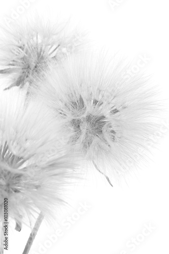 Bouquet of dandelions