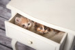 Zwei Katenbabys sitzen in einer Schublade von einem Schrank und schauen neugierig raus