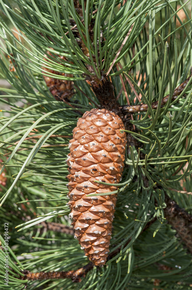 Foto de Stock Piña de pino | Adobe Stock