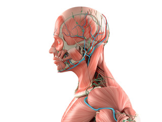 Wall Mural - Human anatomy side view of  close-up of head showing muscular and vascular system. On white background.