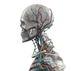 Wall Mural - Human anatomy porcelain skeleton side view with veins on plain white background.