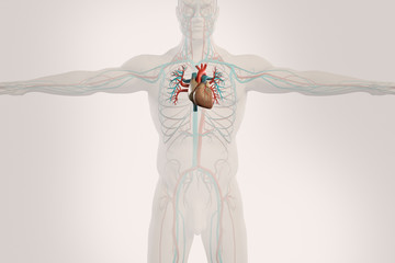 Wall Mural - Human anatomy xray view of circulatory system, showing heart and outline of body on light background.