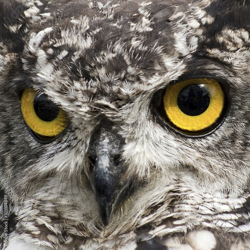 Fototapeta na wymiar Look Into My Eyes, close up image an African Eagle Owl