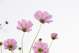 Fototapeta Kosmos - Pink flower blossom 