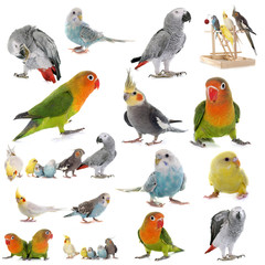 Wall Mural - group of parrots