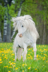 White shetland pony with beautiful long mane running on the field with dandelions