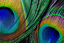 Peacock Feather , Close Up