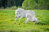 Fototapeta Konie - Beautiful white horse with little pony running on the field with dandelions