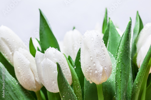 Obraz w ramie Fresh white tulip bouquet with water drops close-up on white background. Spring