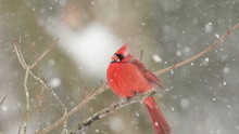 Slow Motion Northern Cardinal In Snowstorm