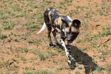 Wall Mural - african wild dog