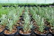 Lavender plants in a greenhouse