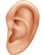 Illustration of ear human isolated on white background 
