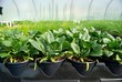 Spinach plants in a greenhouse
