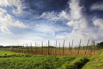 Wall Mural - prepared fields to hops planting