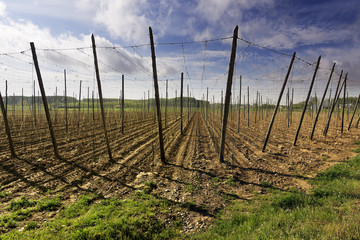 Wall Mural - prepared fields to hops planting