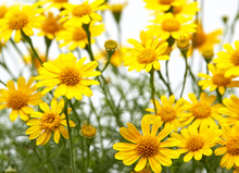 Field Of Yellow Daisy
